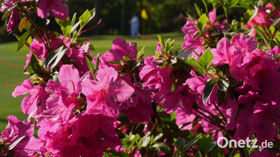 Die Blumenpracht im Augusta National Golf Club ist einzigartig. Bild: Matt Slocum/AP/dpa