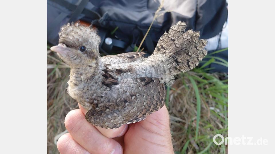 Sind die Jungvogel geschlüpft, werden sie am Nistkasten beringt. Bild: Jonas Nelhiebel