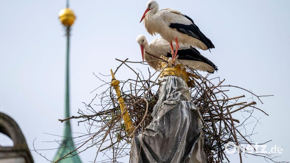 Die Störche wollen auf dem Haupt der Mutter Gottes ihr Nest bauen. Bild: Peter Kneffel/dpa