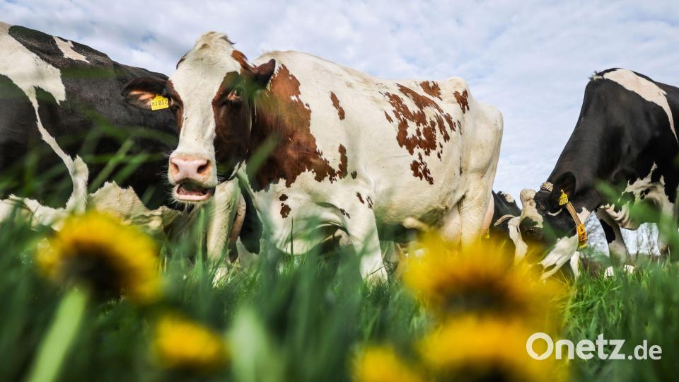 Der erste Weidegang im Jahr: Milchkühe stehen auf der Wiese und grasen. Bild: Oliver Berg/dpa