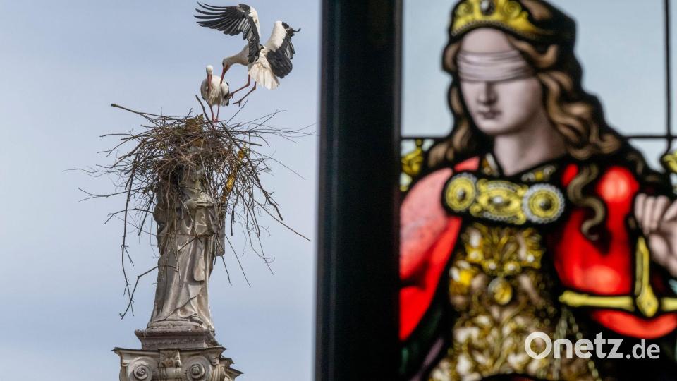 „Nicht den besten Nistplatz ausgesucht“ Bild: Peter Kneffel/dpa