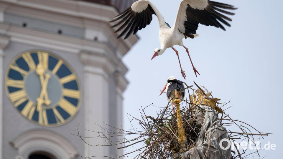 „Wir haben es hier mit einem unerfahrenen Jungstorch zu tun.“ Bild: Peter Kneffel/dpa