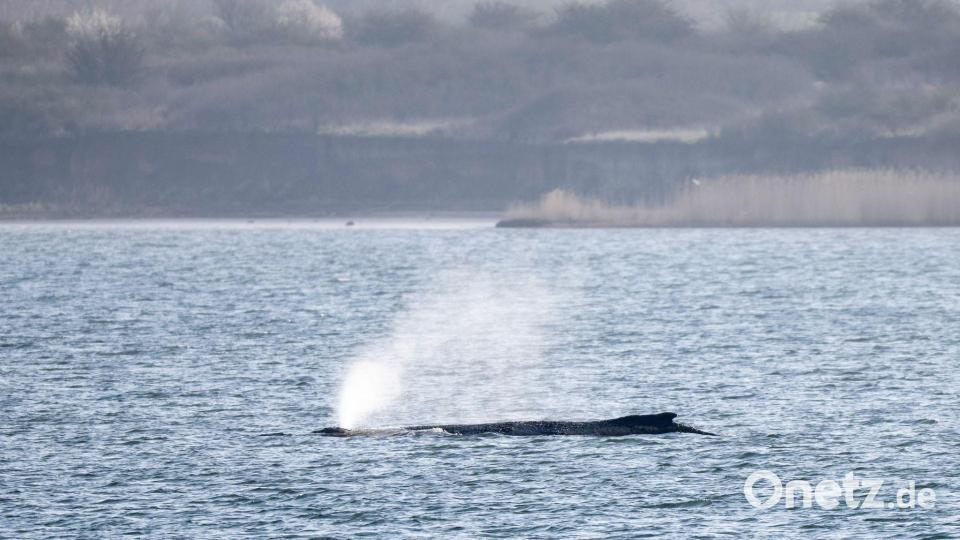 Der in der Ostsee liegende Wal beschäftigt seit Tagen Menschen in zahlreichen Ländern. (Archivbild) Bild: Philip Dulian/dpa