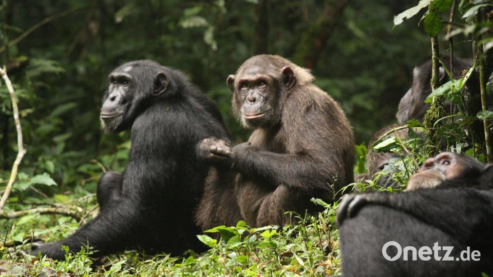 Erstmals haben Forschende über Jahrzehnte dokumentiert, wie sich eine Schimpansengemeinschaft zunächst in zwei Lager spaltet und sich dann bekriegt. Bild: Aaron Sandel/EurekAlert/dpa