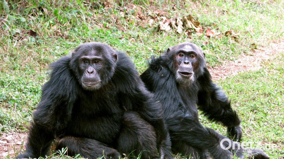 Die Auseinandersetzungen reichten Forschern zufolge bis zu tödlicher Gewalt. Bild: John Mitani/EurekAlert/dpa