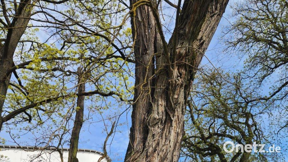 Ein Baum, am Ziegeltorplatz ebenfalls eine Robinie, muss gekürzt werden. Bild: Thomas Penzkofer