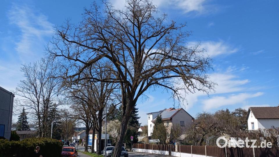 Die Robinie in der Katharinenfriedhofstraße – vor der Fällung. Bild: Thomas Penzkofer