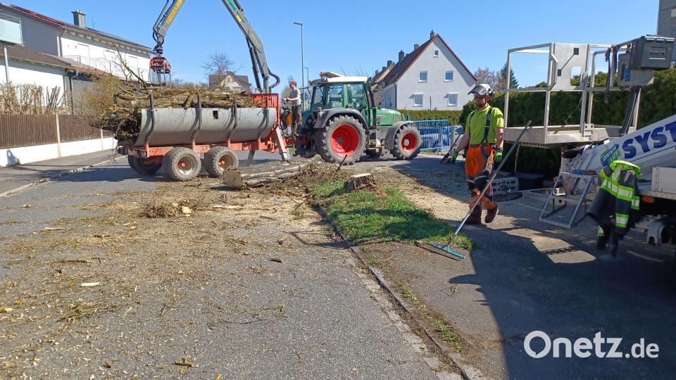 Die Robinie in der Katharinenfriedhofstraße in Amberg wurde aus Sicherheitsgründen gefällt. Bild: Thomas Penzkofer