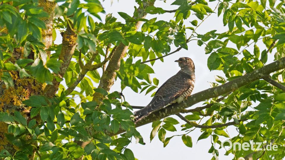 Bei den Kuckucken hört man in der Regel nur die Männchen rufen. (Symbolbild) Bild: Wolfram Steinberg/dpa
