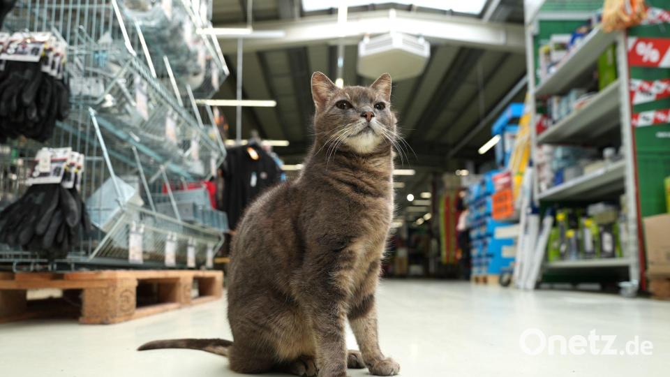 Alles im Blick - Katze „Lotti“ wohnt in einem  Baumarkt in Plön. Bild: Marcus Brandt/dpa