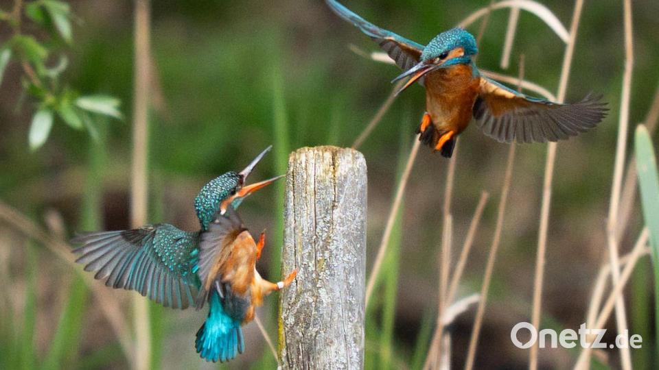 Eisvögel im Flug in der Nähe von Broxbourne in Großbritannien. Bild: James Manning/PA Wire/dpa