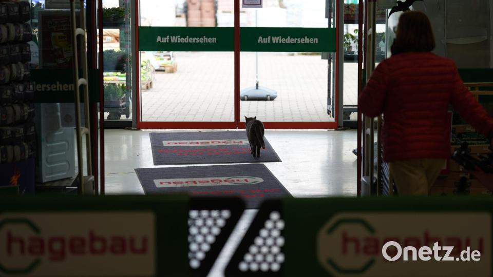 Zum Schlafen verlässt Lotti den Markt. Bild: Marcus Brandt/dpa