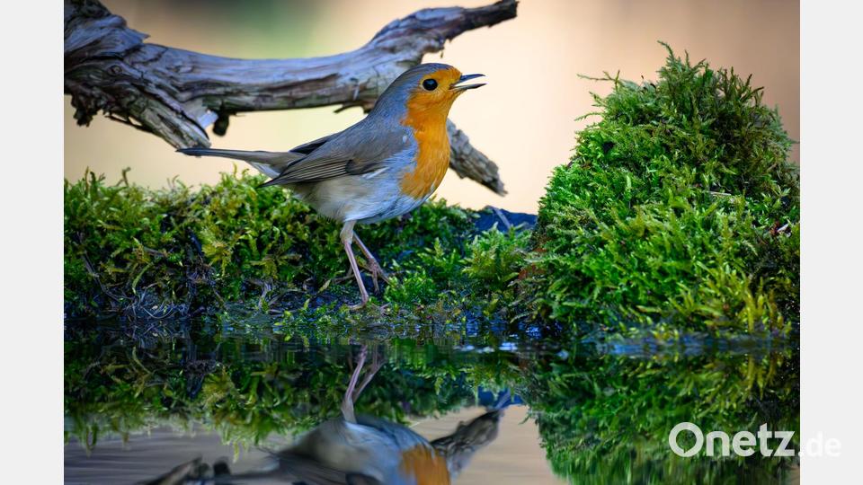 Der Gesang des Rotkehlchens ist eine Abfolge hoher Töne, die laut Nabu in einer perlenden Strophe enden. (Symbolbild) Bild: Patrick Pleul/dpa