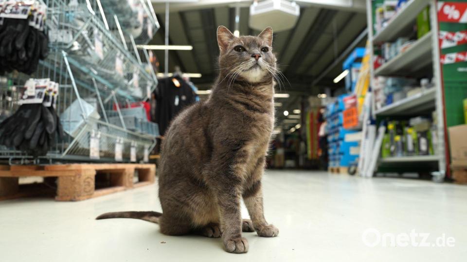 Wenn Lotti nicht auf ihrem Platz döst, geht sie auf Erkundungstour durch den Markt. Bild: Marcus Brandt/dpa