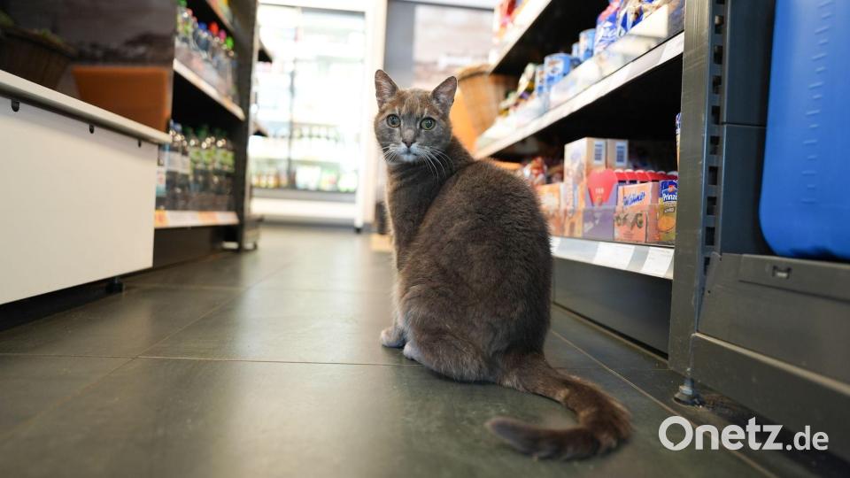 Manchmal kommt Lotti auch zu Besuch in einer Tankstelle um die Ecke vom Baumarkt. Bild: Marcus Brandt/dpa