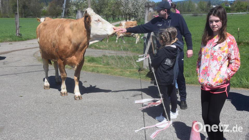 An der Finstermühle gab's beim Weideabtrieb Berührungspunkte mit den Kühen. Bild: fz