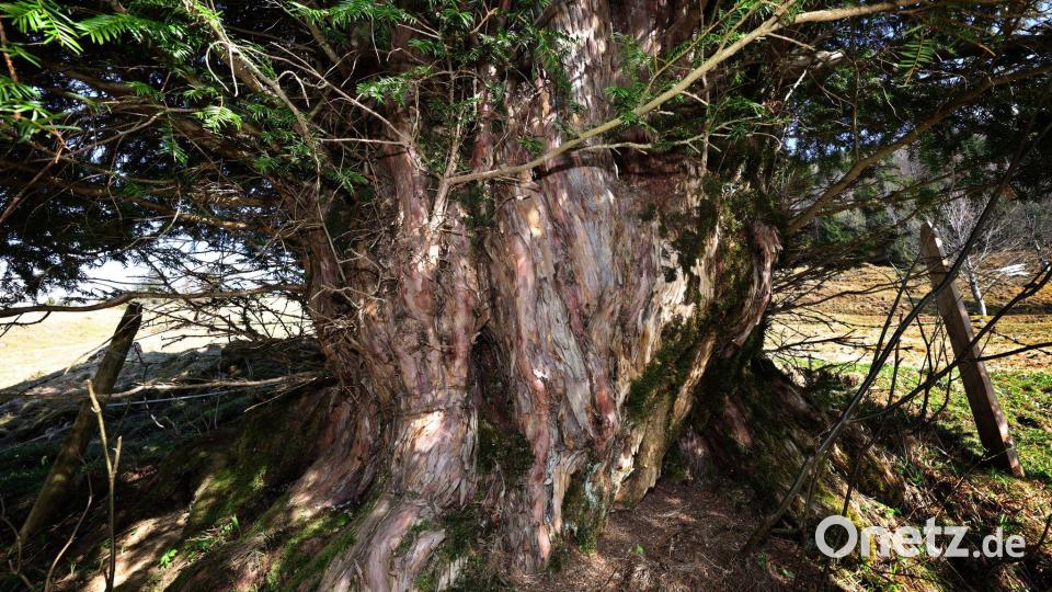 Der Stamm hat einen Umfang von 5,10 Metern. Bild: Karl-Josef Hildenbrand/dpa