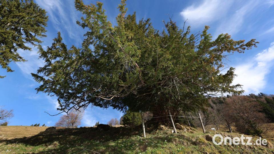 Die "Ureibe" ist möglicherweise Deutschlands ältester bekannter Baum. Bild: Karl-Josef Hildenbrand/dpa