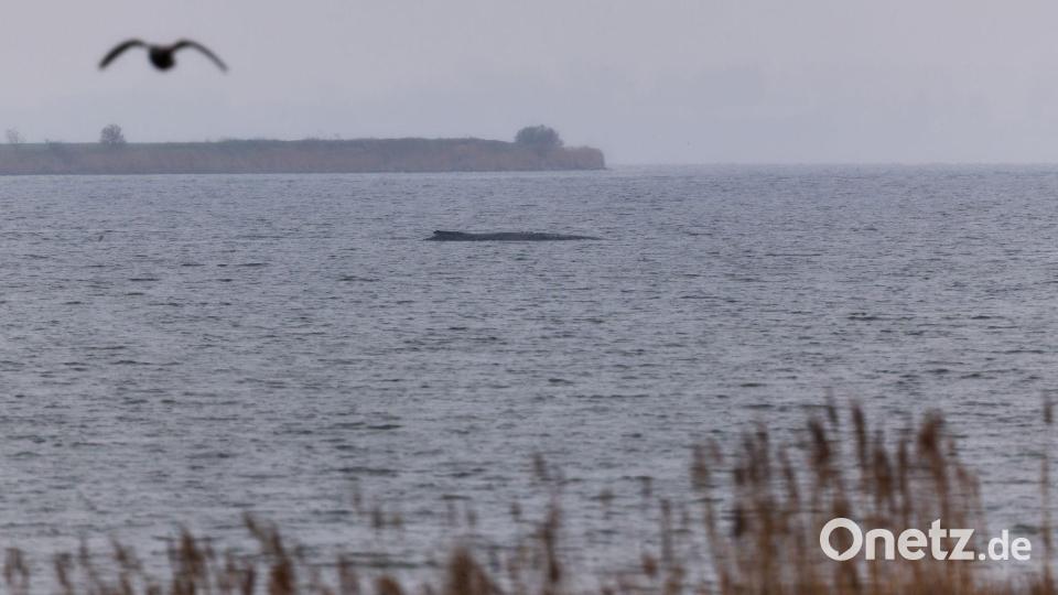 Der Buckelwal atmet inzwischen schwächer. Bild: Marcus Golejewski/dpa