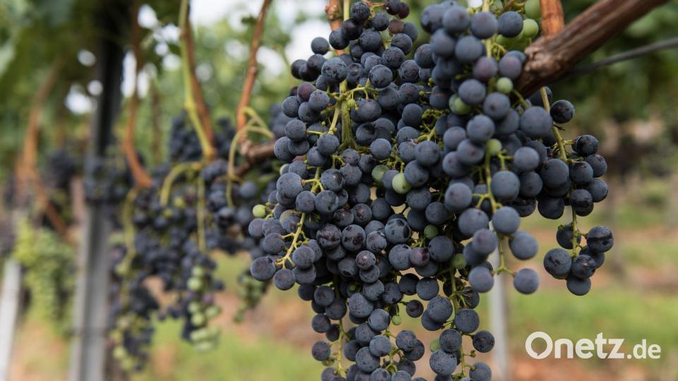 Die Merlot-Anbaufläche ist 2025 gegen den Trend gewachsen. (Symbolbild) Bild: Patrick Seeger/dpa