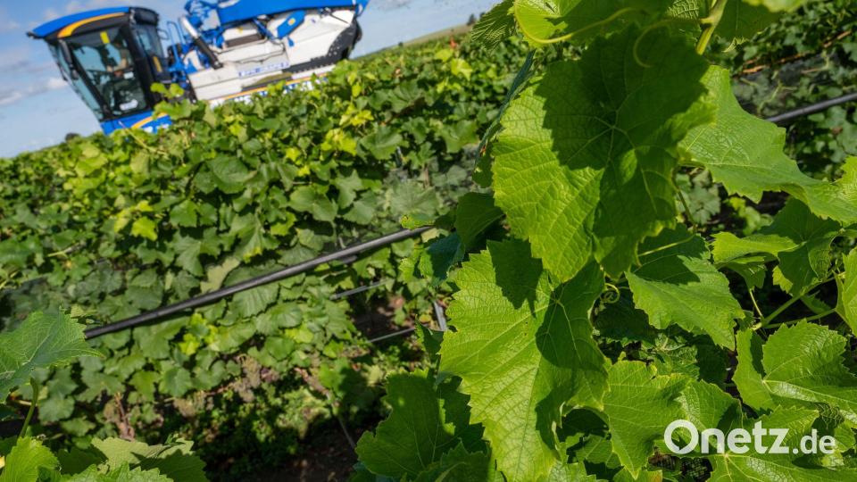 Piwis sind in Norddeutschland besonders gefragt. (Archivbild) Bild: Stefan Sauer/dpa