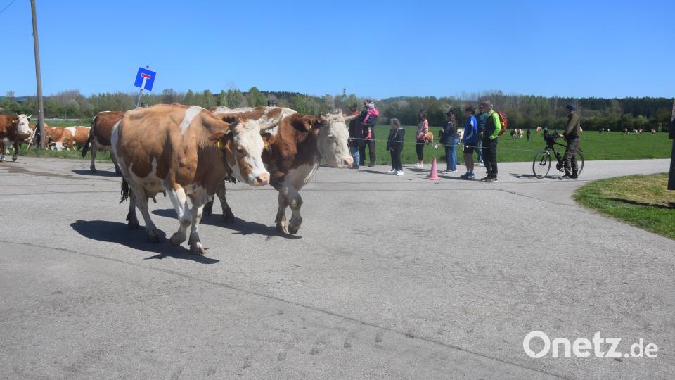 Der Aktionstag "Radln" auf dem Bocklradweg machte Spaß. Bild: fz