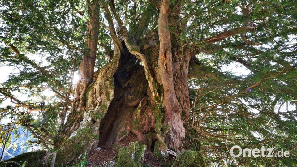 Der Stamm der uralten Eibe ist ein regelrechtes Monument mit Spalten, Wülsten und Löchern. Bild: Karl-Josef Hildenbrand/dpa