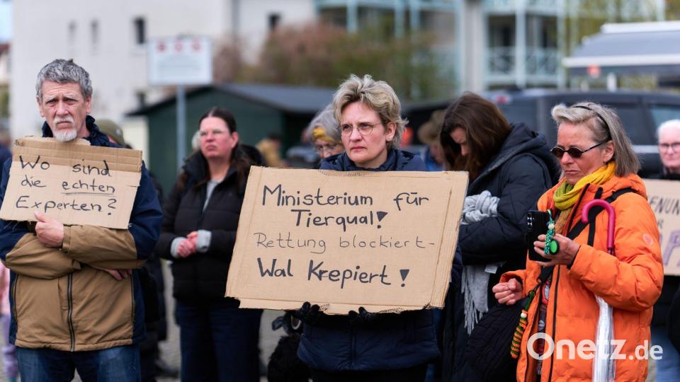 Auch am Sonntag demonstrieren wieder zahlreiche Menschen für die Rettung des Wals. Bild: Marcus Golejewski/dpa