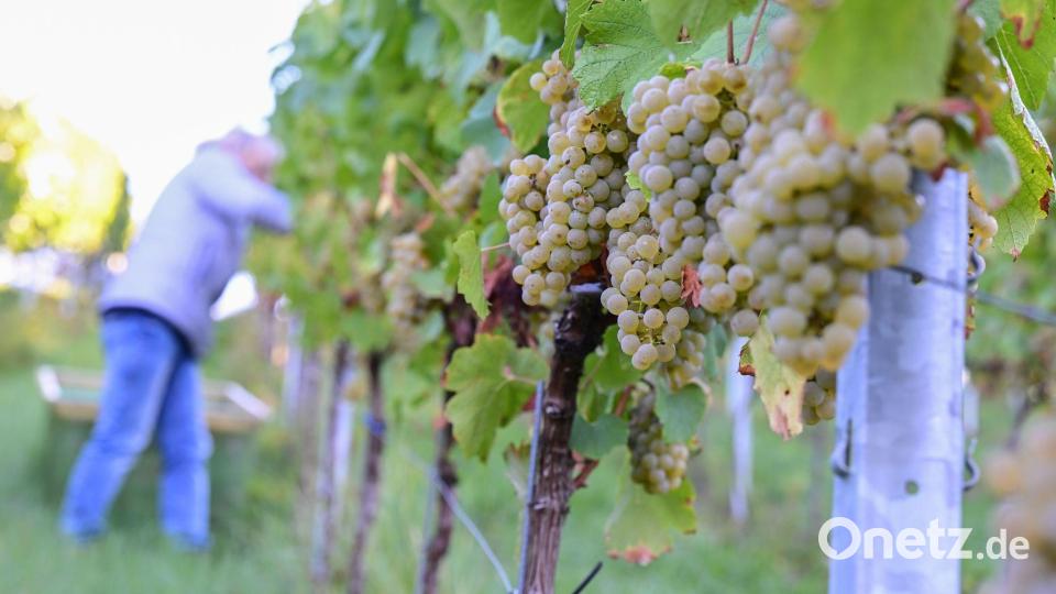 Der Chardonnay-Anbau hat 2025 unter den konventionellen Rebsorten am stärksten zugelegt. (Archivbild) Bild: Bernd Weißbrod/dpa