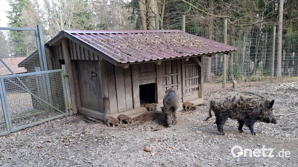 Einige der Frischlinge halten sich hier in der Nähe von Bache und Keiler auf. Bild: Karl Ziegler