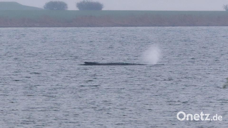 Der Zustand des gestrandeten Wals vor der Insel Poel ist unverändert. (Archivbild) Bild: Marcus Golejewski/dpa