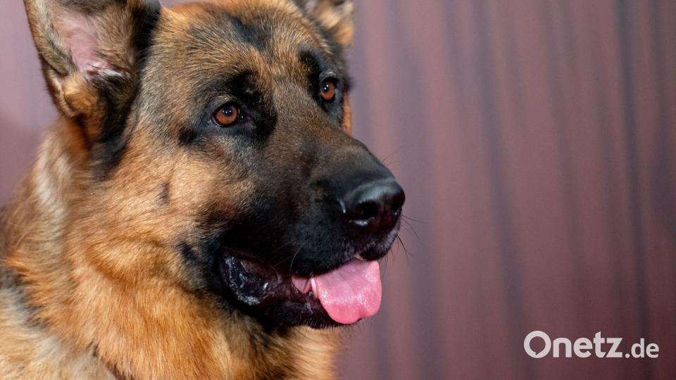 „Der Hund war mein erster Superheld.“ Bild: Sven Hoppe/dpa