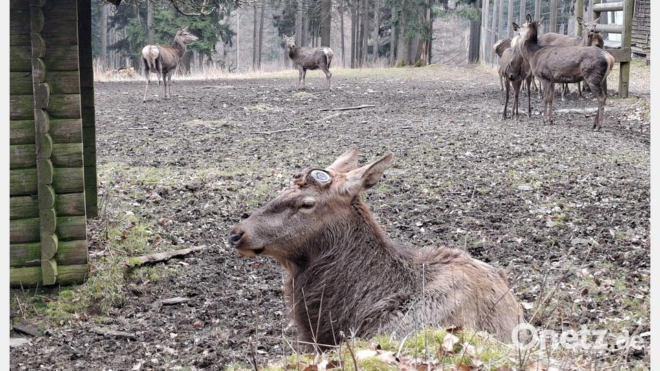 Abseits von den Rotwild-Damen genießt der Platzhirsch die Ruhe. Bild: Karl Ziegler
