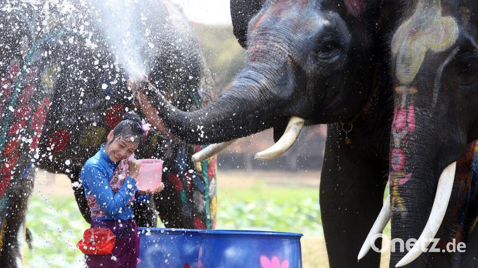 In der ehemaligen Hauptstadt Ayutthaya spritzen auch Elefanten munter mit. Bild: Rachen Sageamsak/XinHua/dpa
