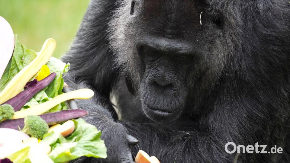Seit mehr als sechs Jahrzehnten lebt Fatou im Berliner Zoo. Bild: Sven Kaeuler/dpa