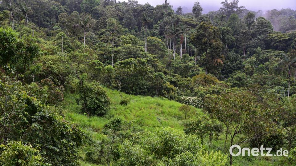 Dieser sich regenerierende Wald war noch vor wenigen Jahren eine Weide. Bild: Nico Blüthgen/TU Darmstadt/dpa