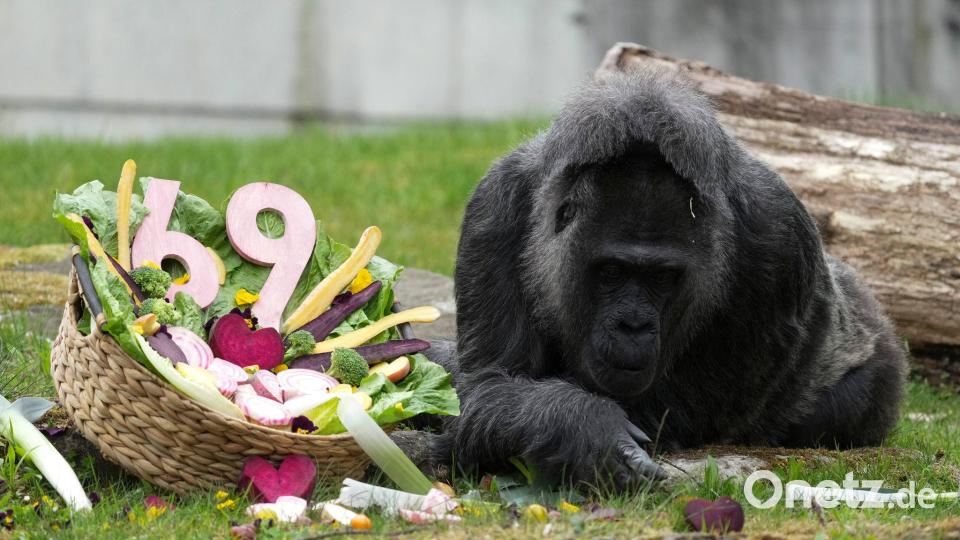 Zu ihrem Ehrentag gibt es einen Korb voller Gemüse für die Gorilla-Dame. Bild: Sven Kaeuler/dpa