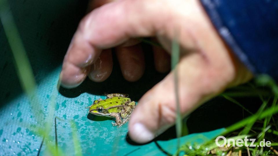 Die Amphibien-Bestände sind nach Angaben des Landesamts für Umwelt in den letzten Jahrzehnten drastisch zurückgegangen. Bild: Pia Bayer/dpa
