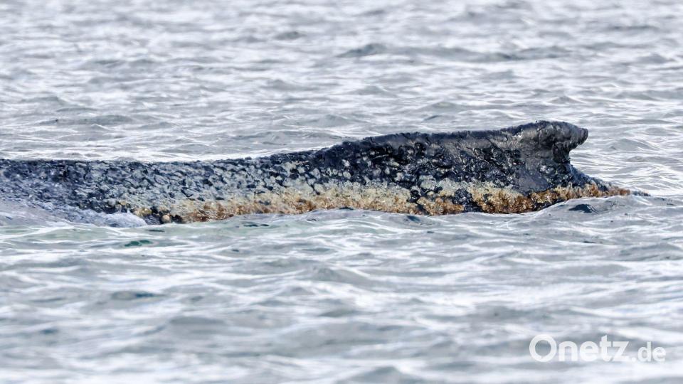 Für den Wal scheint es keine Hoffnung mehr zu geben. (Archivbild) Bild: Bodo Marks/dpa