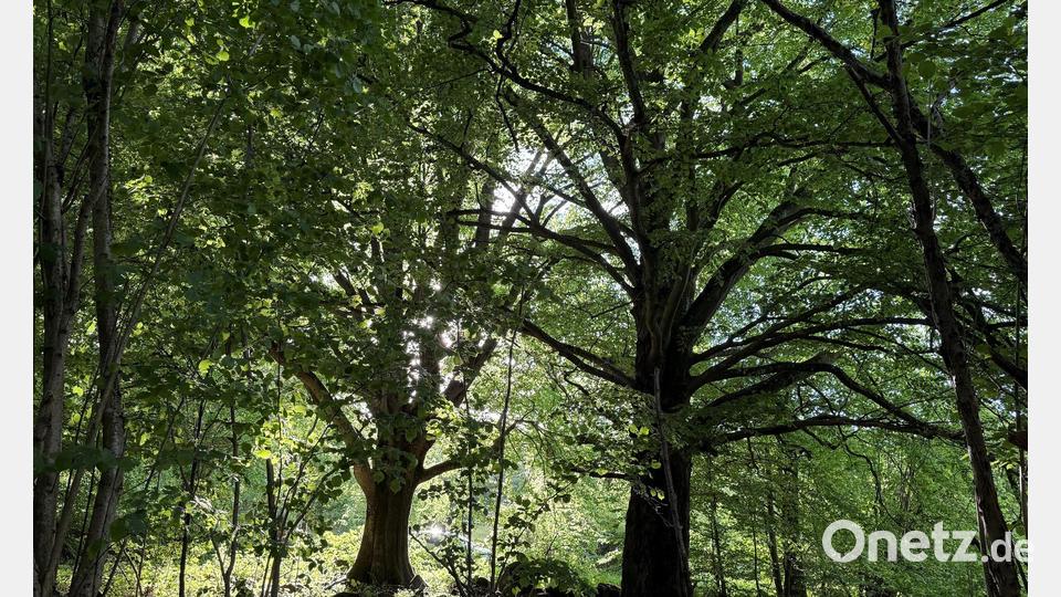 Die Rhön ist wie hier in ihrem bayrischen Teil Lebensraum alter knorriger Bäume. (Archivbild) Bild: Michael Bauer/DPA