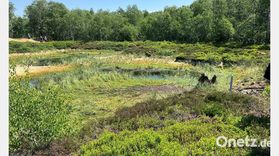 Das Rote Moor im hessischen Teil der Rhön ist seit 1979 als Naturschutzgebiet ausgewiesen. (Archivbild) Bild: Michael Bauer/dpa