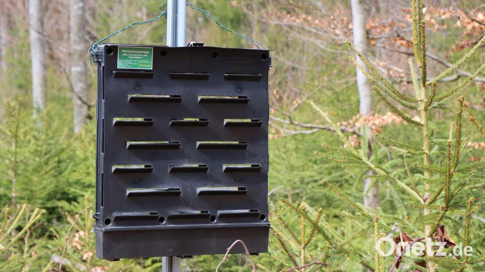Mit Pheromon-Fallen werden Borkenkäfer angelockt. Sie folgen dem Duft und fallen in den Kasten. Wöchentlich werden die gesammelten Borkenkäfer gezählt. (Handout) Bild: Gregor Wolf/Nationalpark Bayerischer Wald/dpa