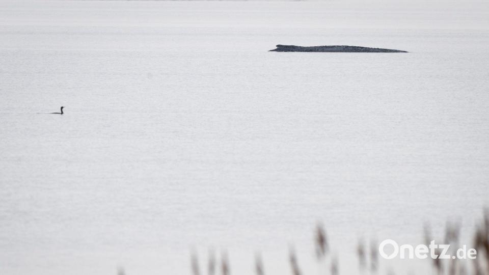 Seit dem 31. März liegt der Buckelwal in etwa 1,50 Meter Wassertiefe vor Poel. Bild: Philip Dulian/dpa
