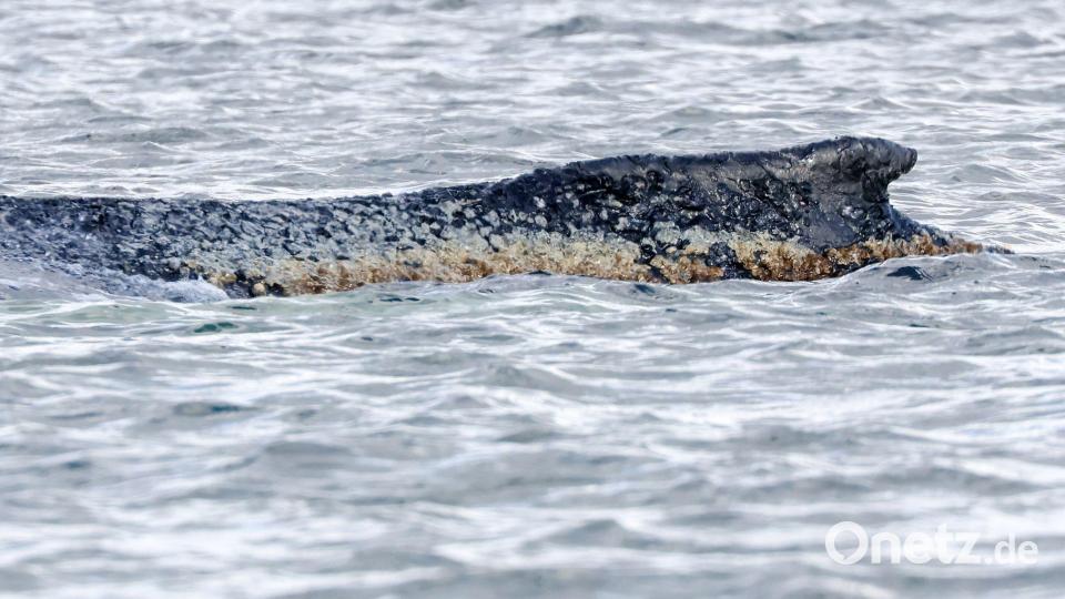 Die Haut des Buckelwals ist geschädigt. (Archivbild) Bild: Bodo Marks/dpa