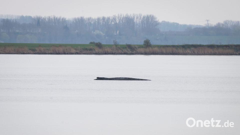 Der Buckelwal liegt vor der Insel Poel. Bild: Philip Dulian/dpa
