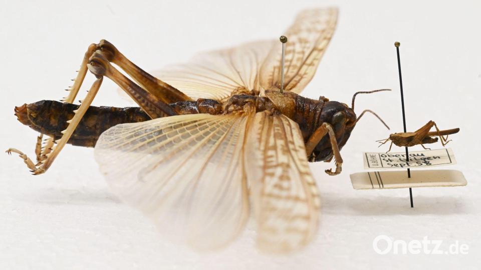 Beeindruckender Größenunterschied: Während die Dornschrecke (rechts) hierzulande häufig vorkommt, werden Wanderheuschrecken (links) eher in Terrarien gehalten. Bild: Uli Deck/dpa