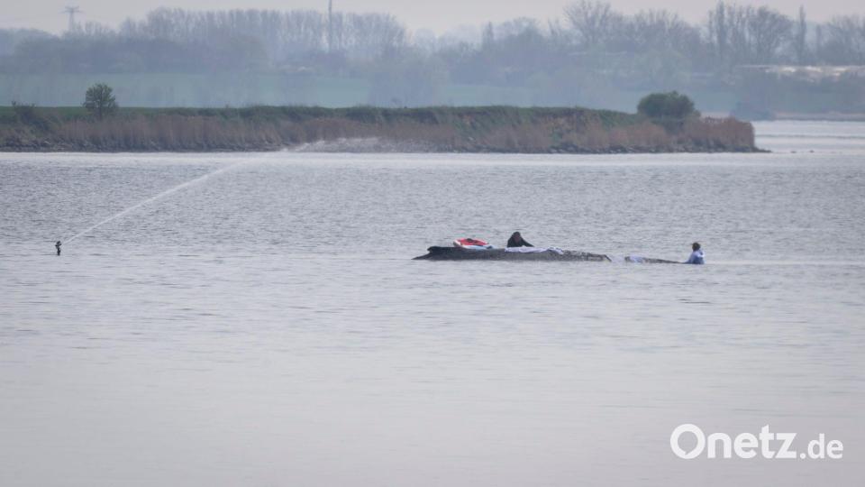 Helfer legen Tücher über den Wal. Bild: Philip Dulian/dpa