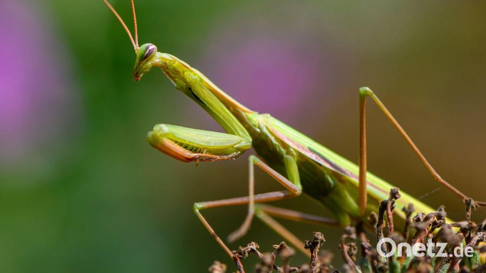 Die Europäische Gottesanbeterin breitet sich in Deutschland aus. Bild: Patrick Pleul/dpa