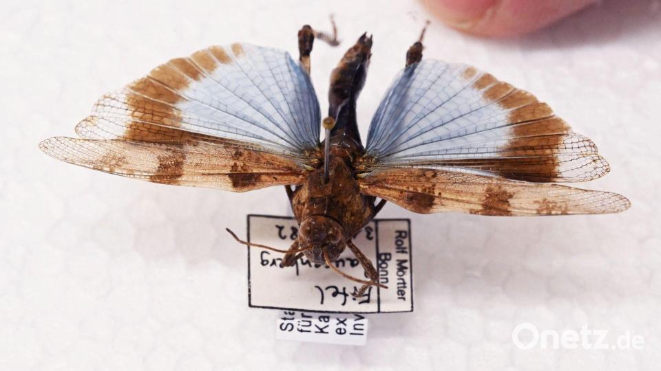 Manche Heuschrecken wie die Blauflügelige Ödlandschrecke können auf den ersten Blick mit Schmetterlingen verwechselt werden. Bild: Uli Deck/dpa