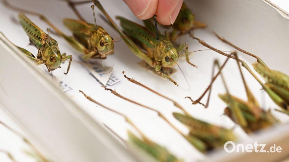 Warzenbeißer sind das Insekt des Jahres 2026. Bild: Uli Deck/dpa